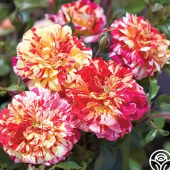 All-American Magic™