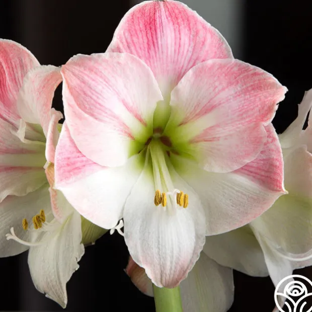 Amaryllis Bulbs