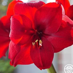 Amaryllis Bulbs
