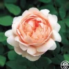 Ambridge Rose®