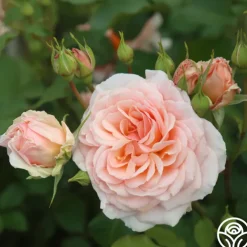 Apricot Abundance™