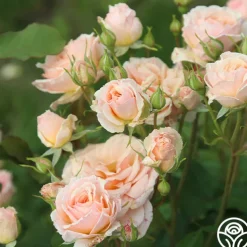 Apricot Abundance™