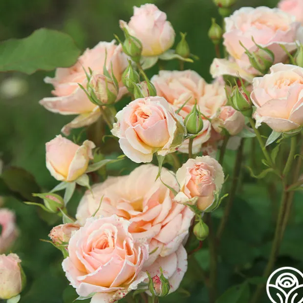 Apricot Abundance™