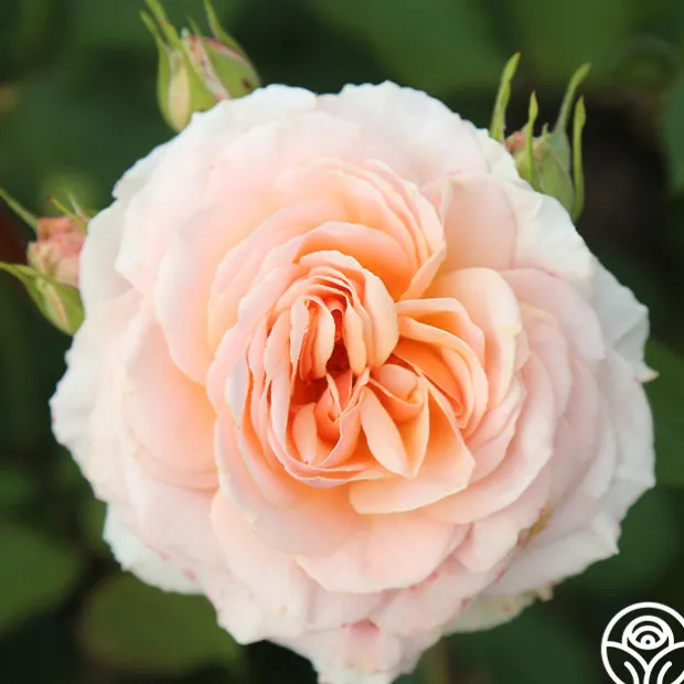 Apricot Abundance™