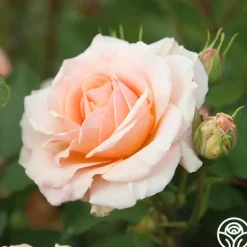 Apricot Abundance™