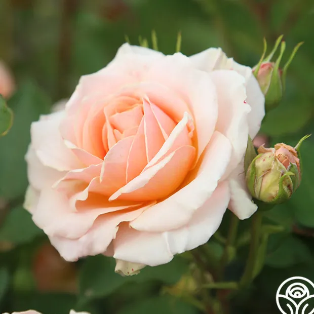 Apricot Abundance™