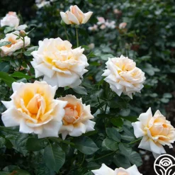 Apricots n' Cream™