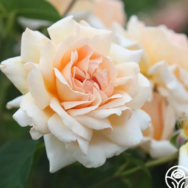 Apricots n' Cream™