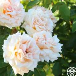 Apricots n' Cream™