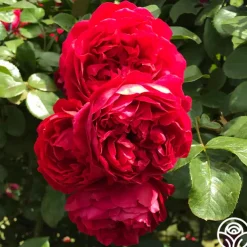 Arborose® Florentina