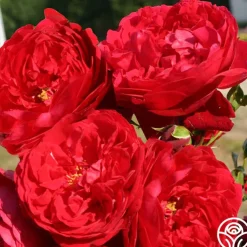 Arborose® Florentina