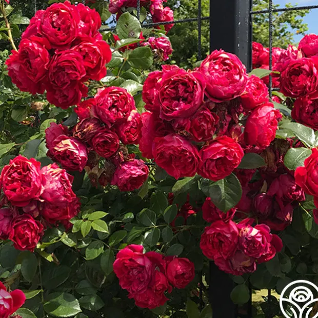 Arborose® Florentina