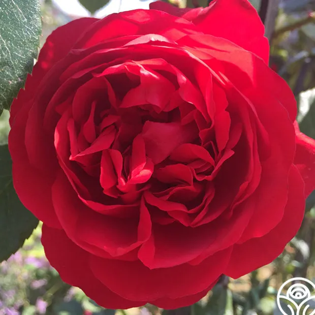 Arborose® Florentina