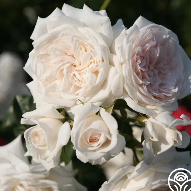 Arborose® Honeymoon