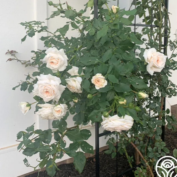 Arborose® Honeymoon