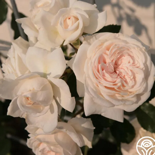 Arborose® Honeymoon