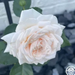 Arborose® Honeymoon