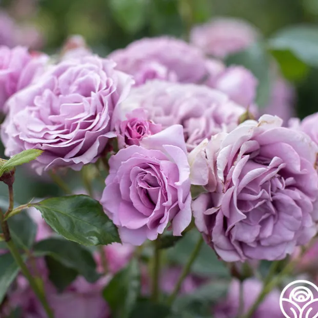 Arborose® Quicksilver