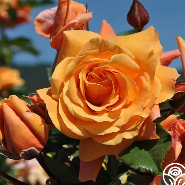 Arborose® Tangerine Skies