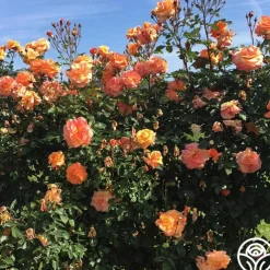 Arborose® Tangerine Skies