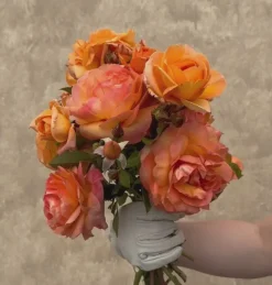 Arborose® Tangerine Skies