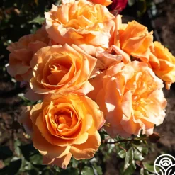 Arborose® Tangerine Skies