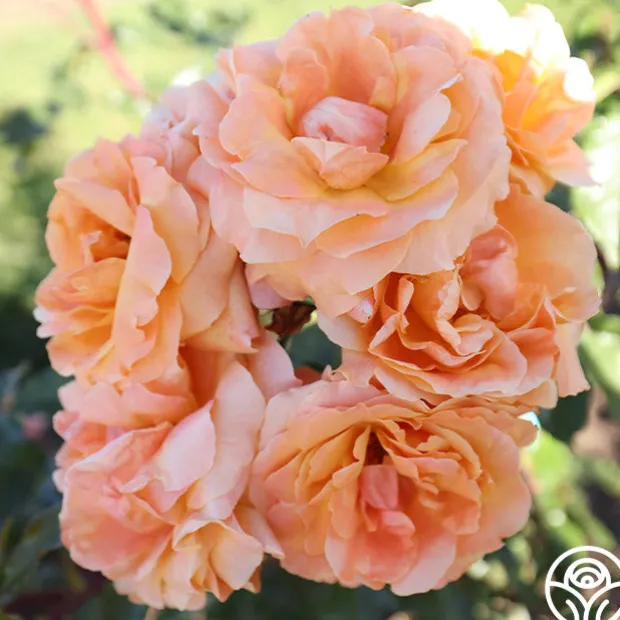 Arborose® Tangerine Skies