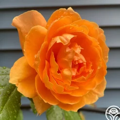 Arborose® Tangerine Skies