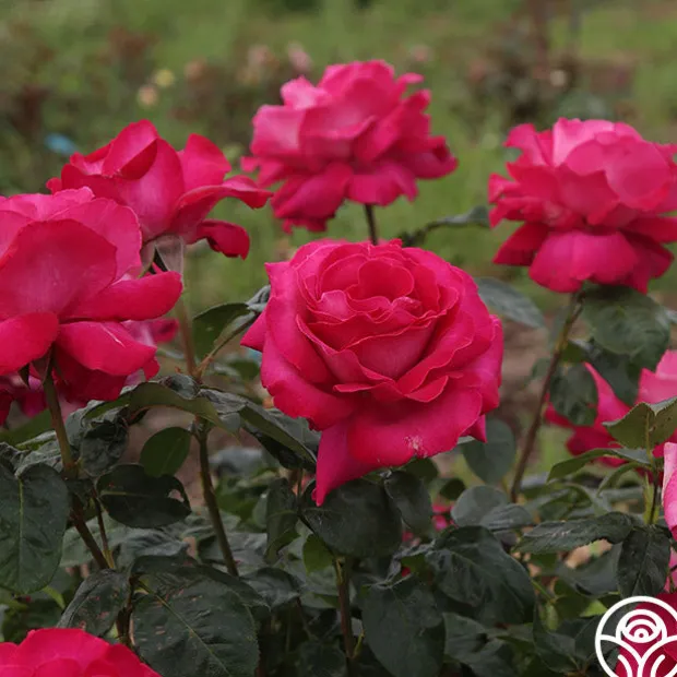 Baronne E. de Rothschild®