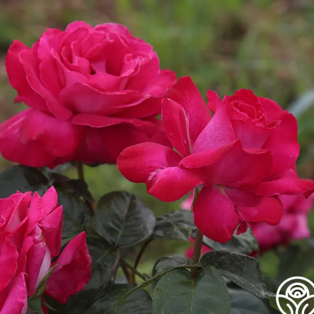 Baronne E. de Rothschild®