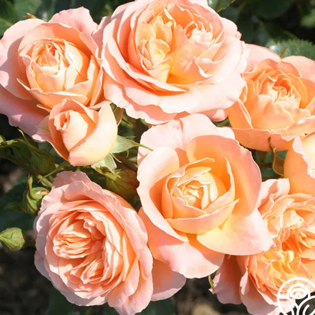 Beautiful Dreamer™