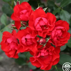 Black Forest Rose®
