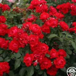 Black Forest Rose®