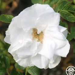 Blanc Double de Coubert