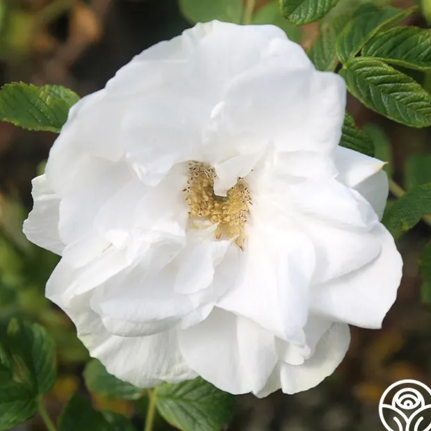 Blanc Double de Coubert