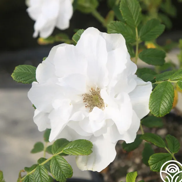 Blanc Double de Coubert