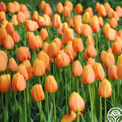 Blushing Apeldoorn ®