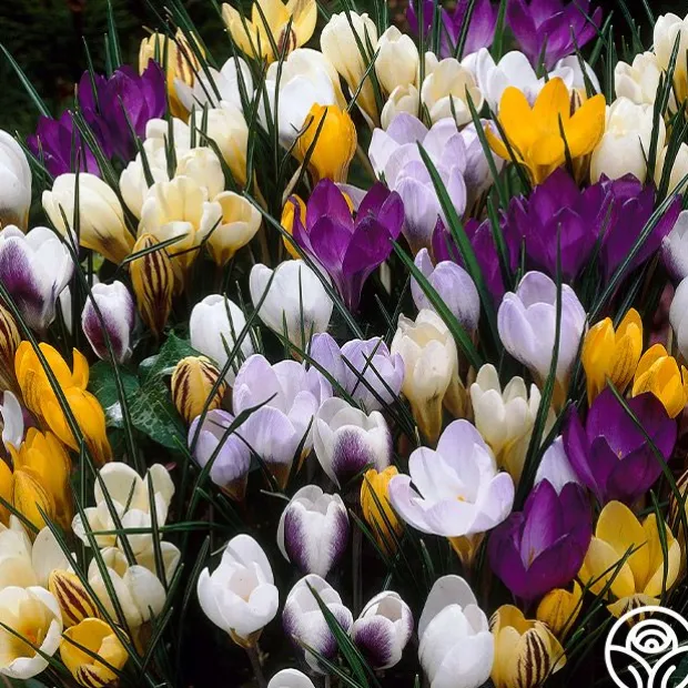 Botanical Crocus Mix