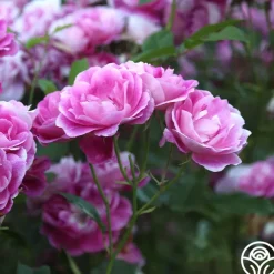 Brilliant Pink Iceberg