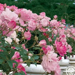 Brilliant Pink Iceberg