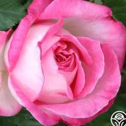 California Dreamin'™