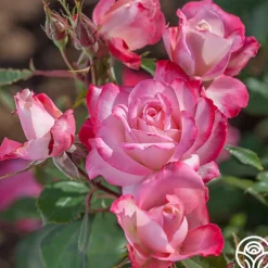 Candy Cane Cocktail™