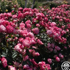 Candy Cane Cocktail™