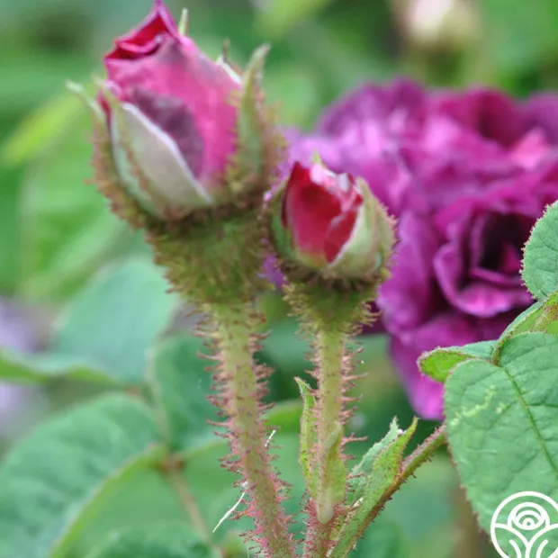 Capitaine John Ingram