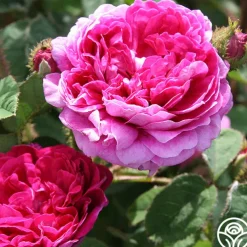 Capitaine John Ingram