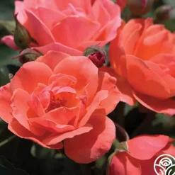 Carefree Celebration