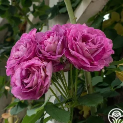 CL Lavender Crush™