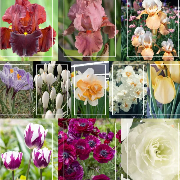 Continuous Bloom Romantic Cottage Bundle