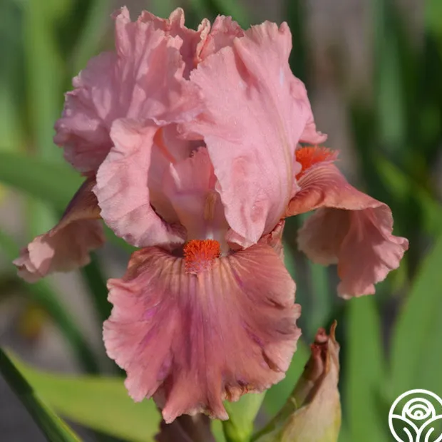 Continuous Bloom Romantic Cottage Bundle