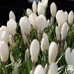 Continuous Bloom Romantic Cottage Bundle